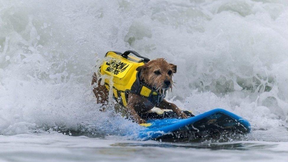 surfing dog