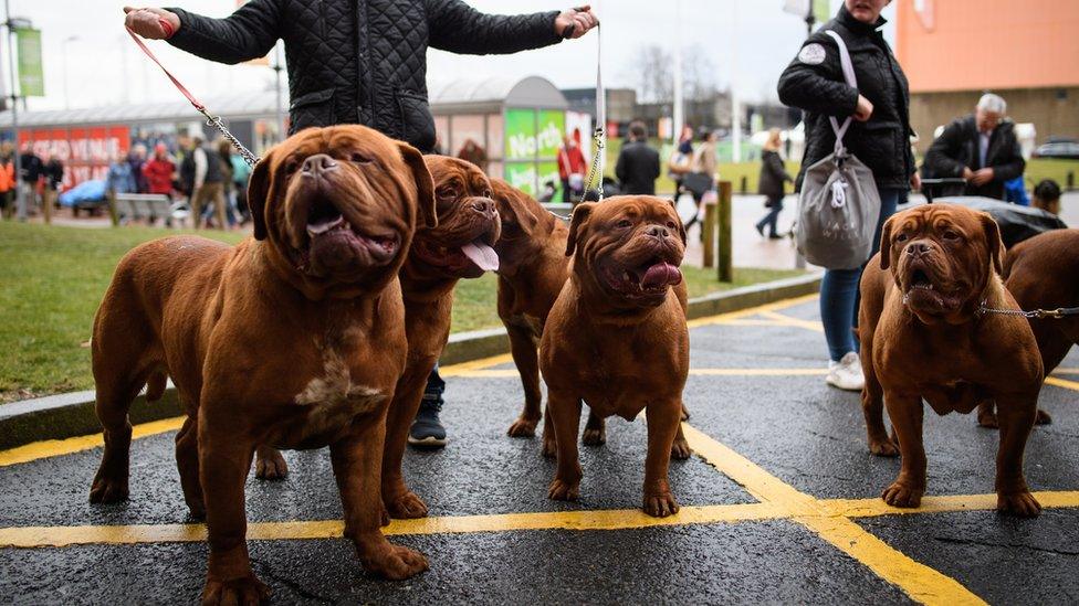 Douge de Bordeaux