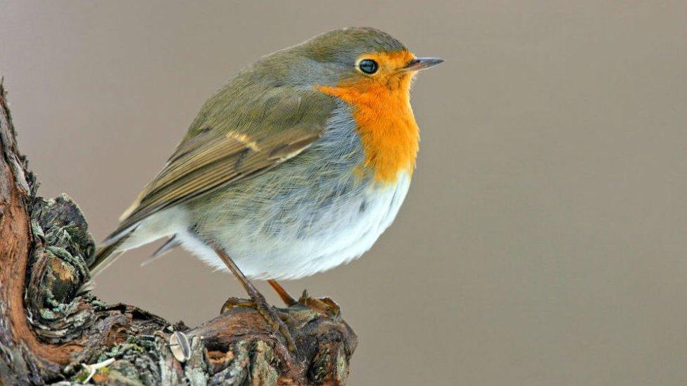 European Robin