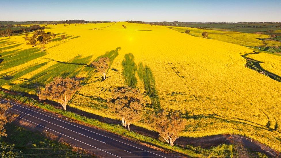 Aerial view of canola fields stretching to the horizon