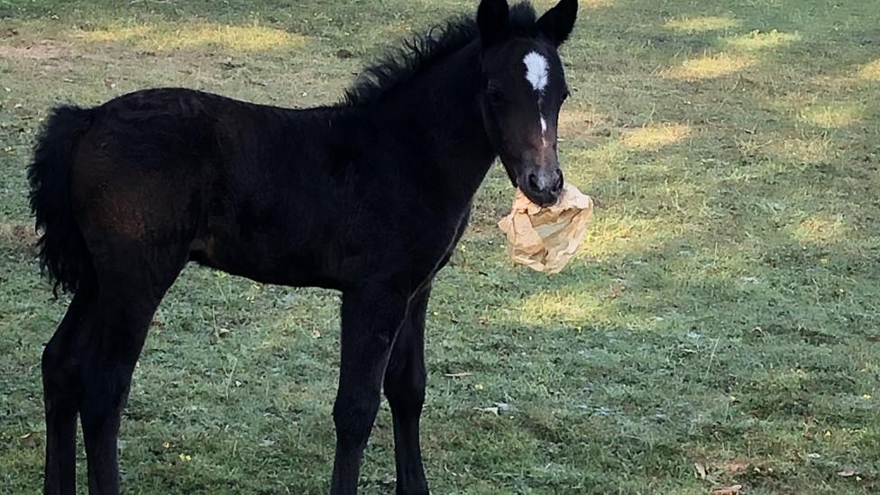 Foal with litter