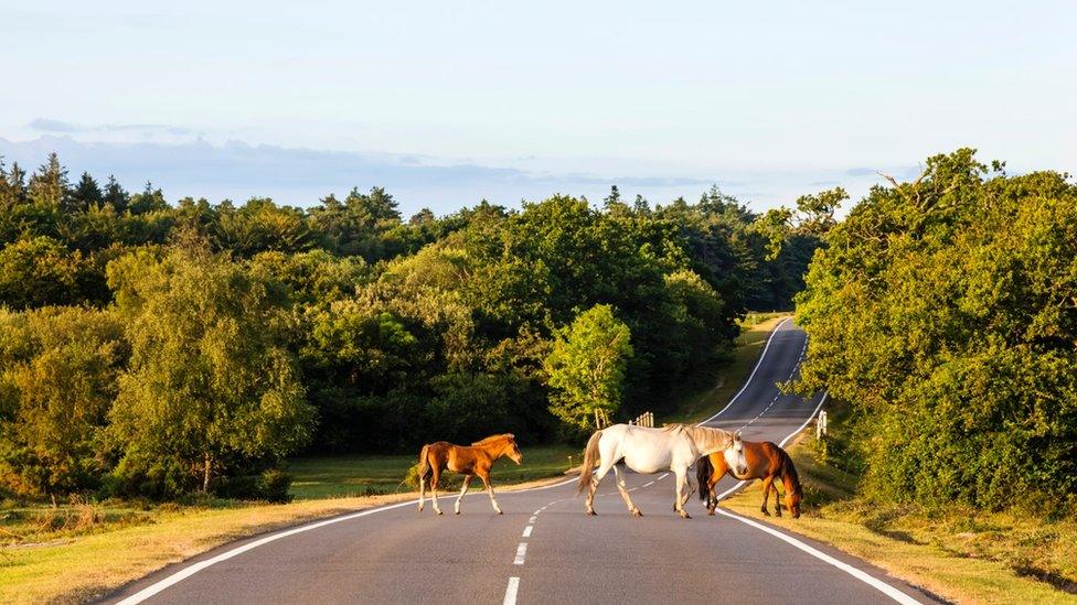 Ponies on road