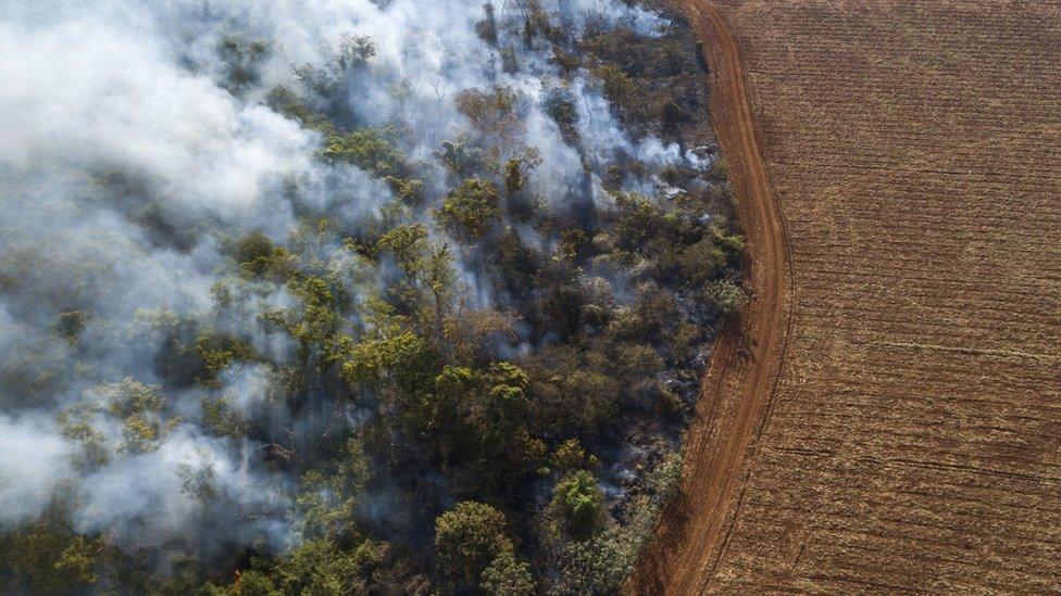 Picture of deforestation in the Amazon