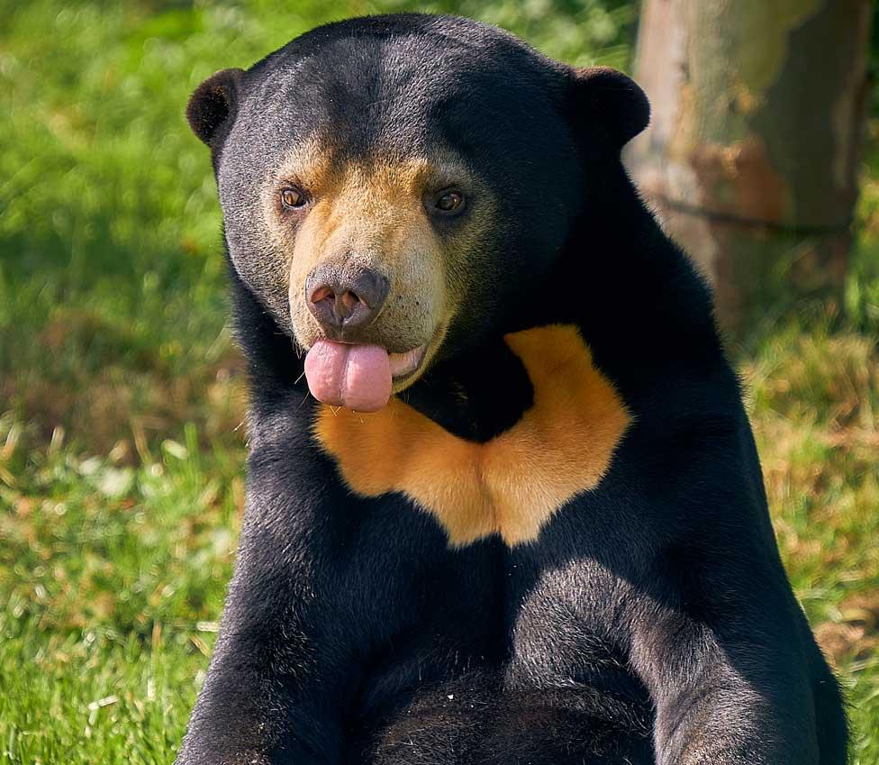 Sun bear