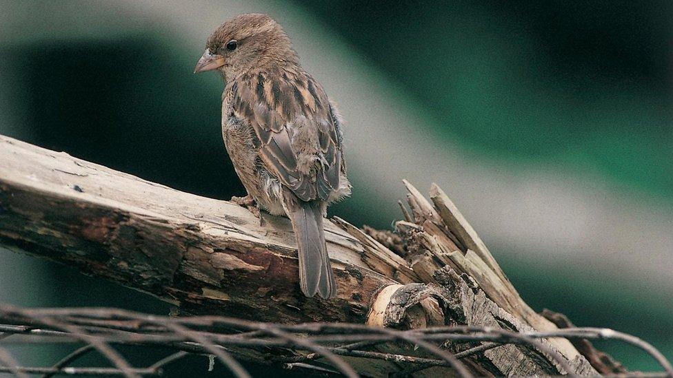 A house sparrow, the most commonly seen bird in UK gardens