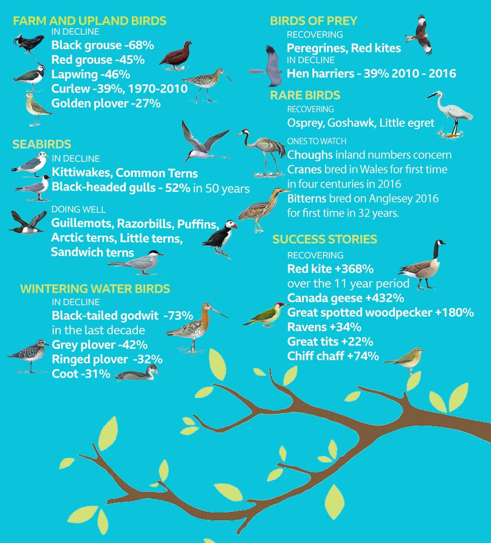 Graphic showing bird numbers