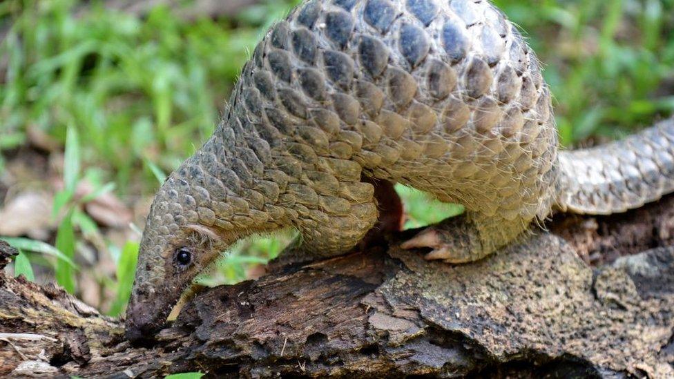 A baby Sunda pangolin nicknamed 'Sandshrew' feeds on termites in the woods at Singapore Zoo