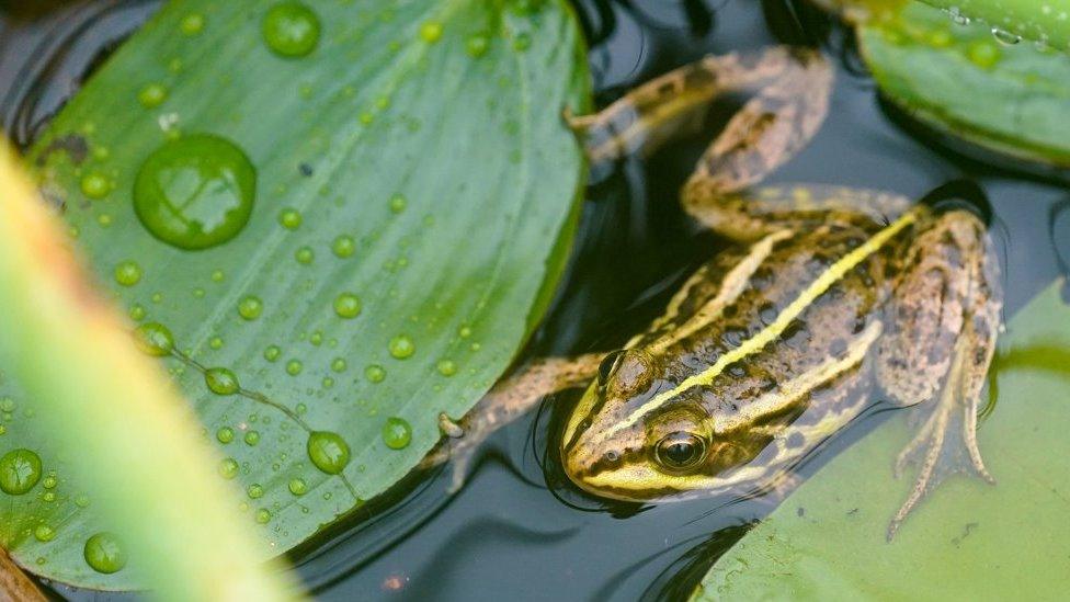 Northern pool frog