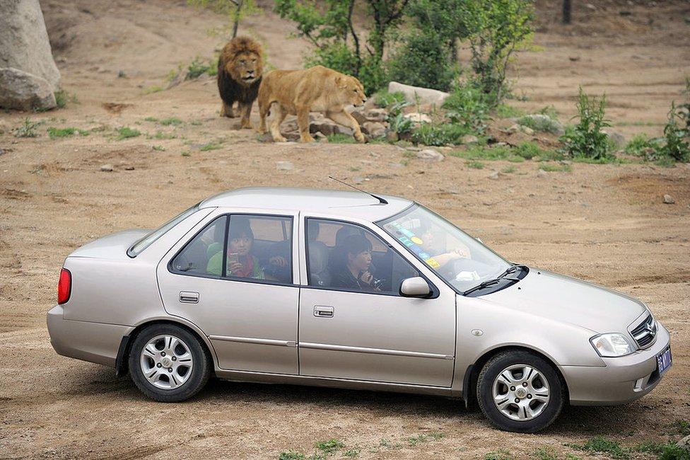 In a picture taken on 2 June 2010 Chinese visitors sit in their car as they admire lions at the Badaling park near China's Great Wall outside Beijing.