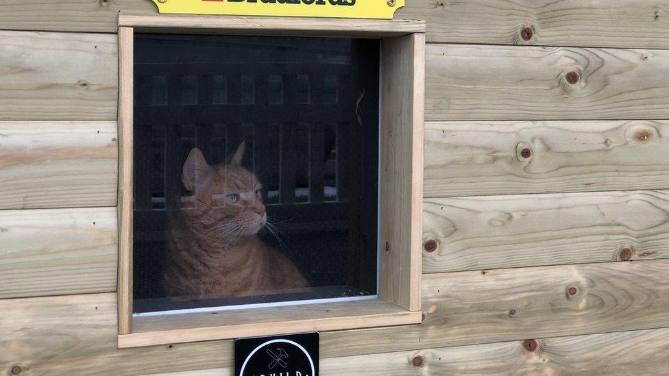 Brian the cat looks out the window sitting in his new home at Somerset County Cricket Club