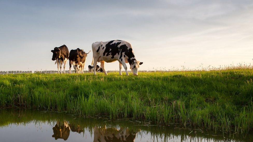 Cows grazing beside a farm