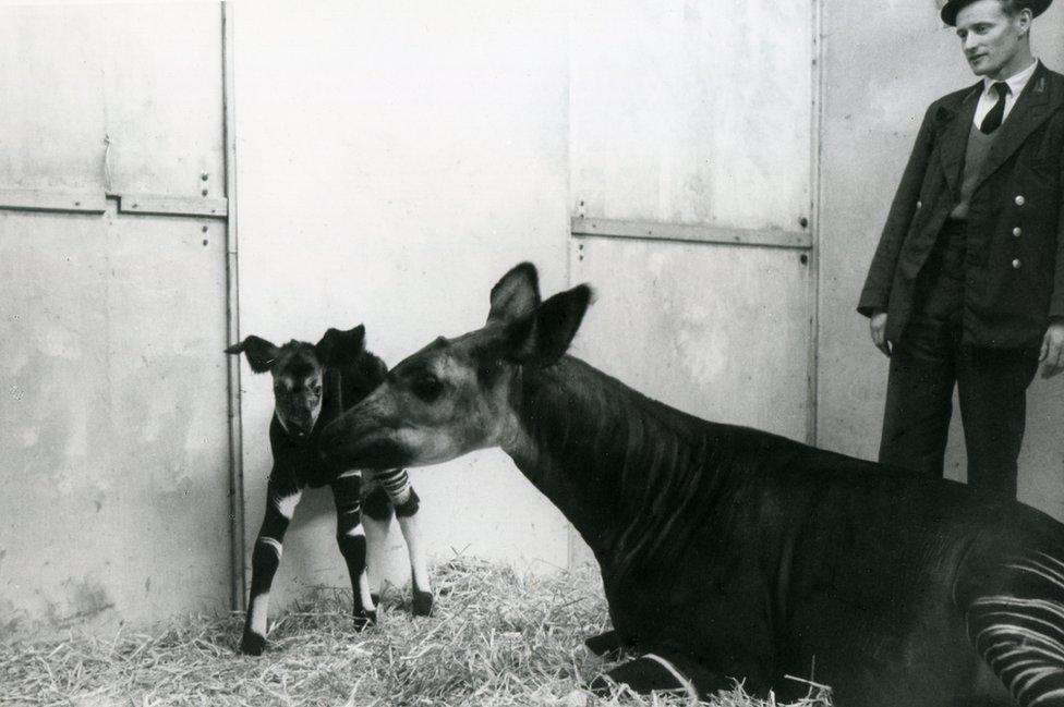 Zamba okapi in 1963