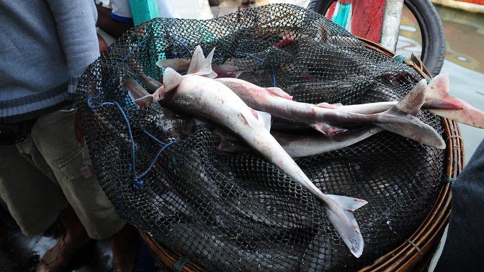 Spiny dogfish shark