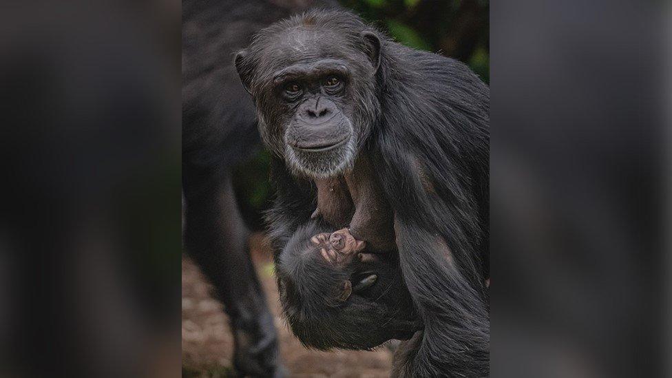 Chimpanzee ZeeZee with her new baby