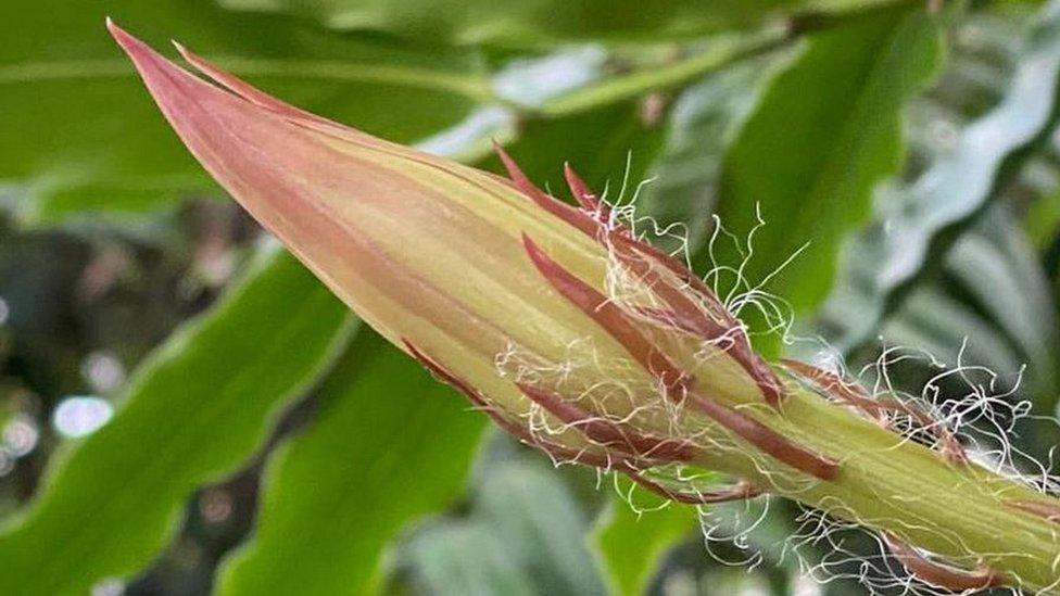 Moonflower bud