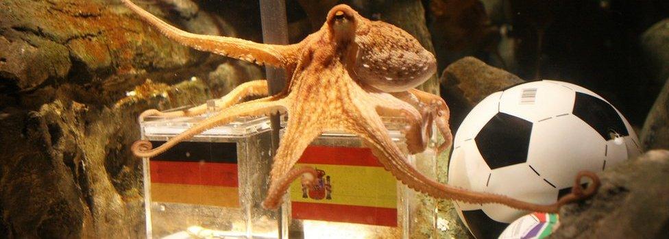 An octopus named Paul sits on a box decorated with a Spanish flag and a shell inside on July 6, 2010 at the Sea Life aquarium in Oberhausen, western Germany.