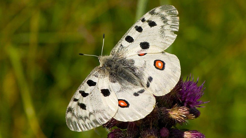 Apollo-butterfly-spreading-wings-on-a-flower.