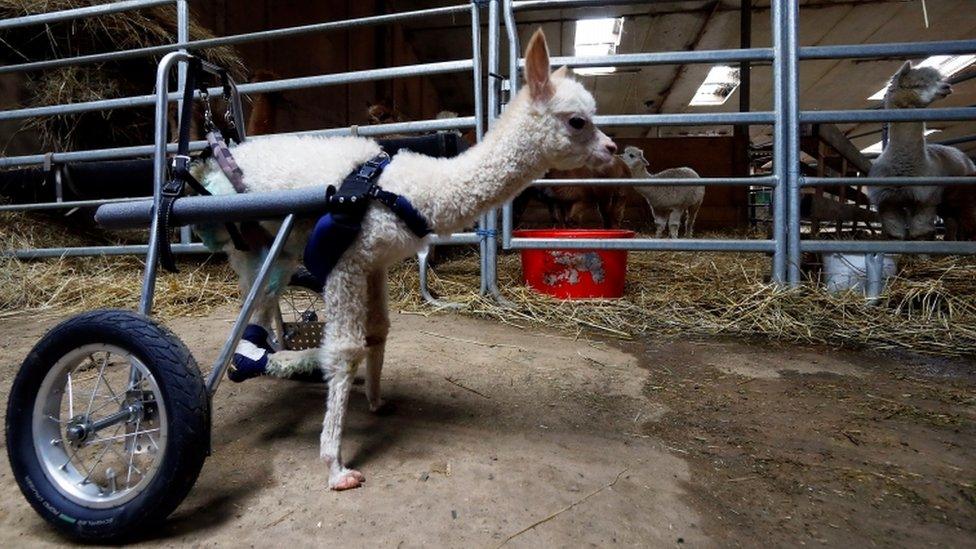 baby-alpaca-in-harness