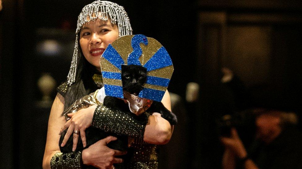 A-cat-with-a-blue-and-gold-headdress.