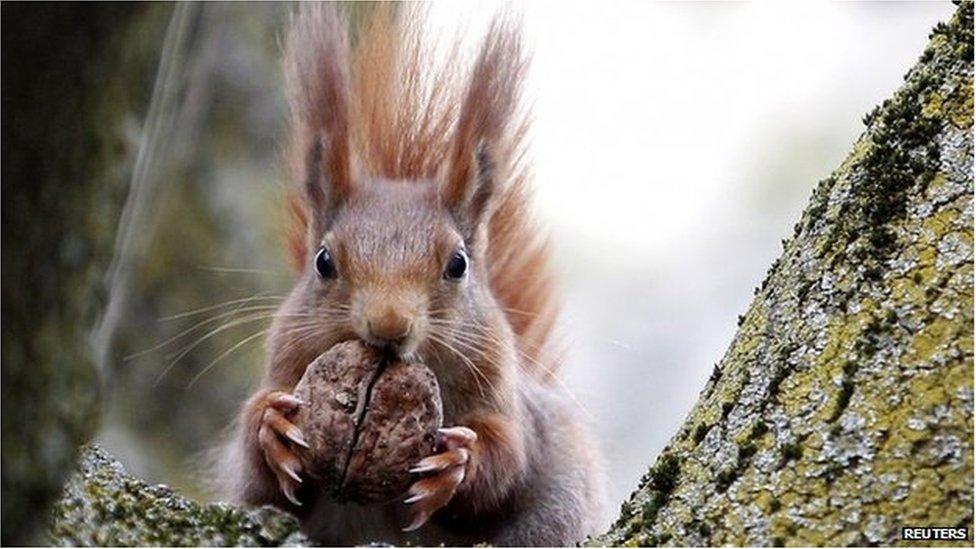 Red squirrel