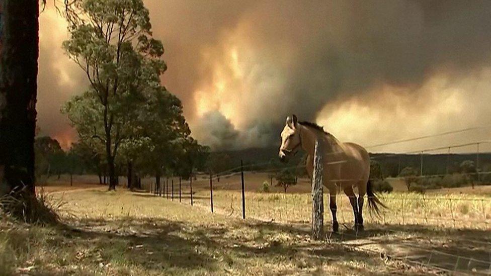 Australian bushfires