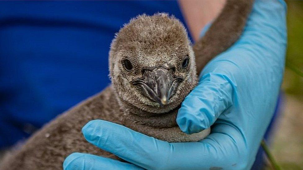 Humboldt penguin chick