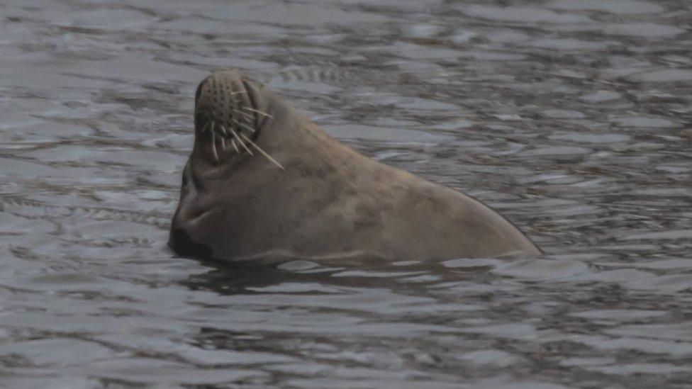 Seal swimming in fishing lake