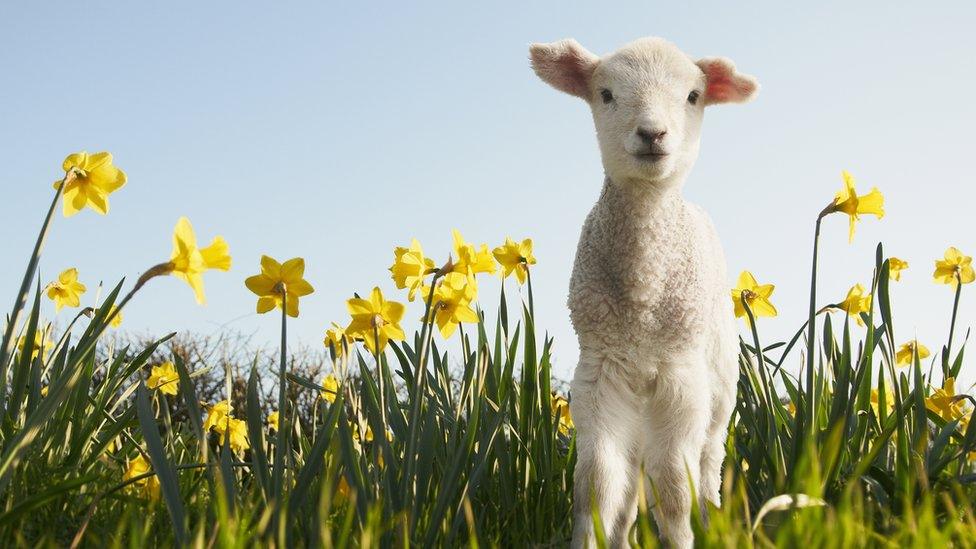 Sheep with Daffodils