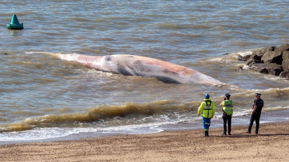 Whale on beach