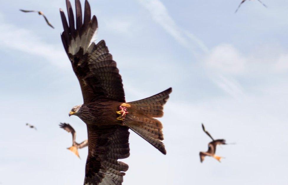 Red kite at the Llandeusant feeding station in the Brecon Beacons, Powys