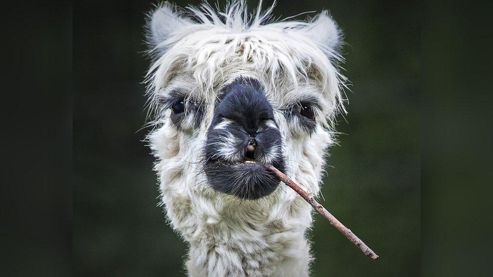 an alpaca with long hair looking at the camera while chewing on a stick