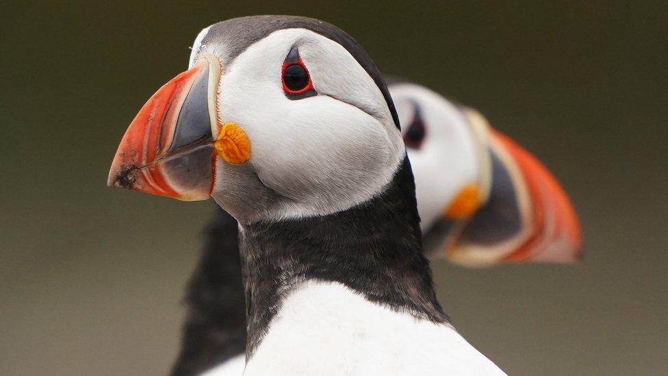 Two puffins