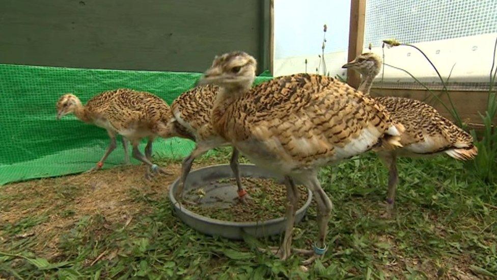 Bustard chicks