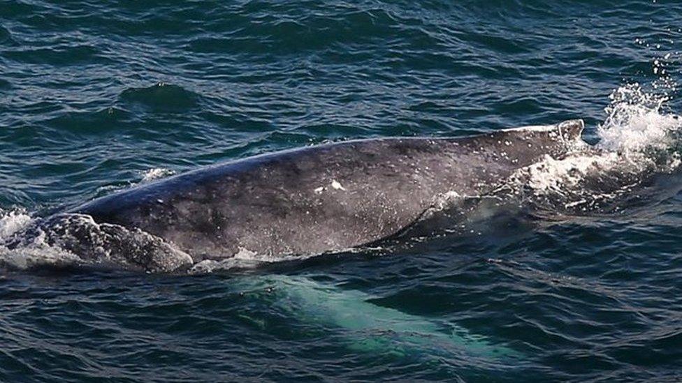 Humpback whale