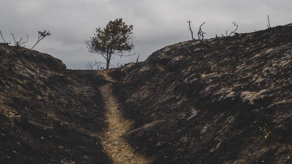 Heath after the fire