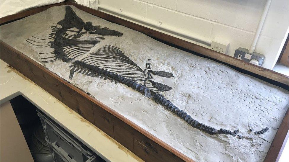 ichthyosaur