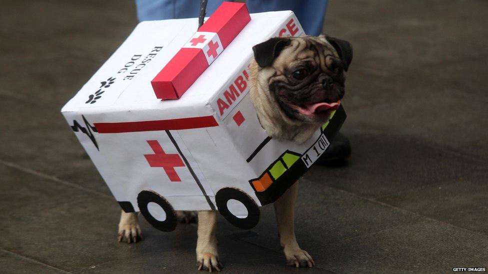 A dressed up dog participates in the Halloween Dog Parade on November 01, 2015 in Jakarta, Indonesia.