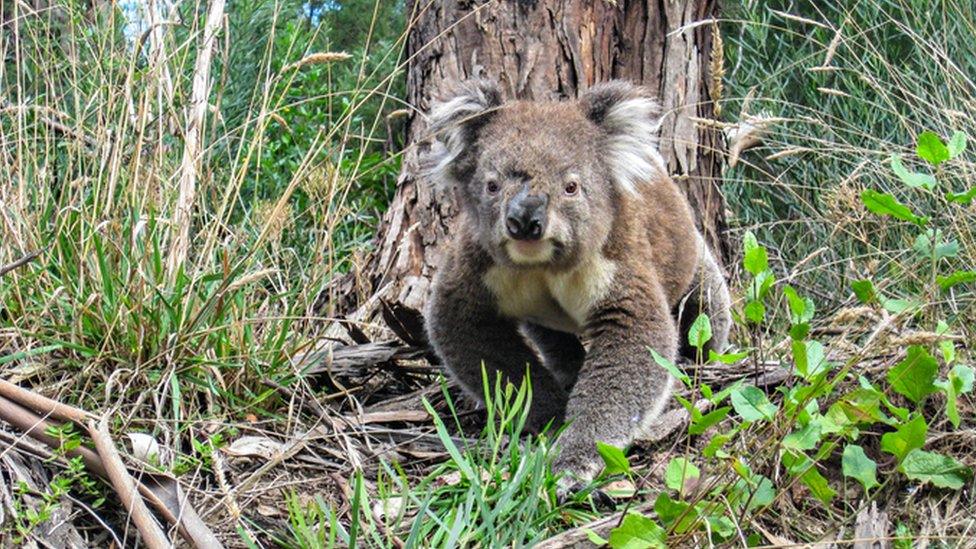 Koala.