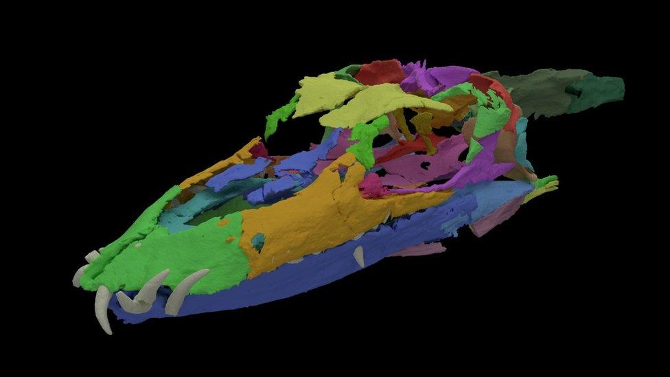 Tanystropheus-digital-skull-reconstruction.