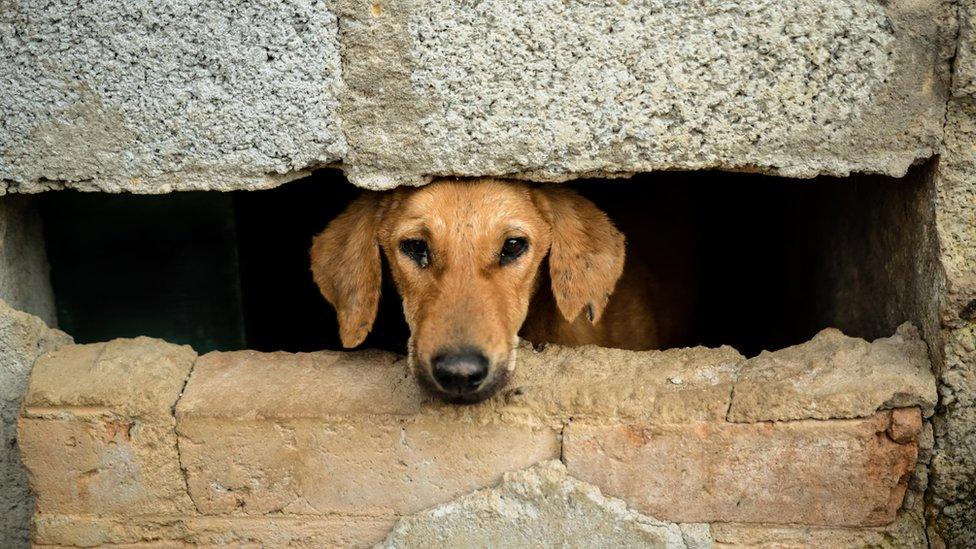 Bangalore dog