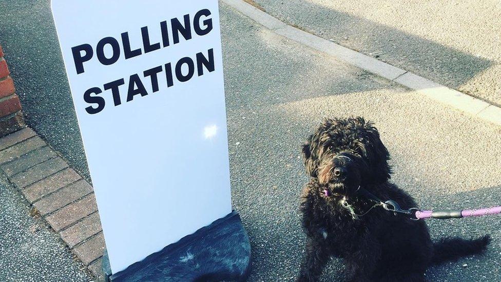 Dog-at-polling-station.