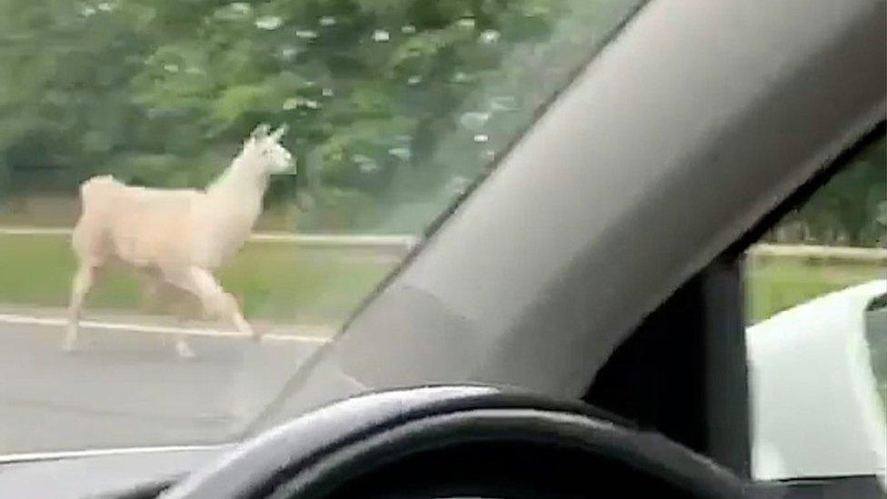 Llama