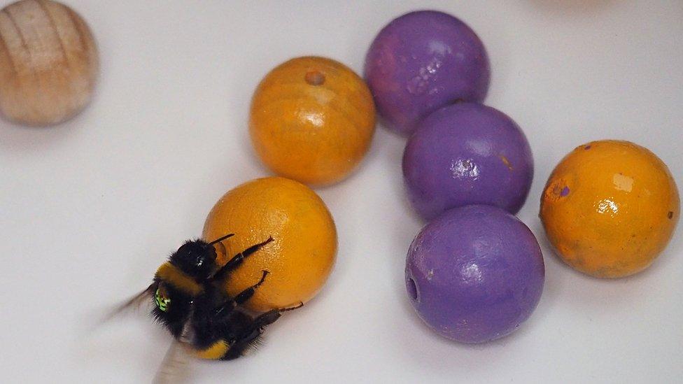 A Bee on an orange ball