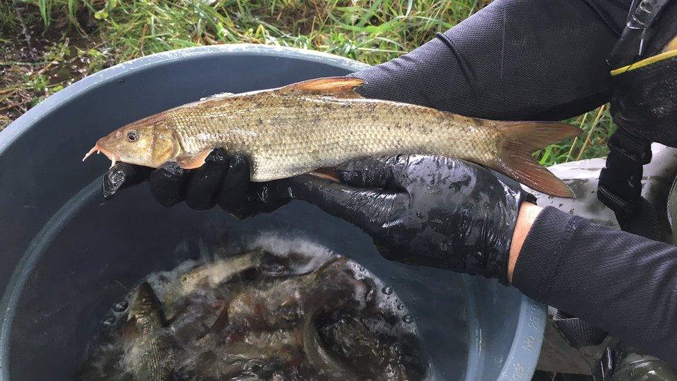 Barbel fish