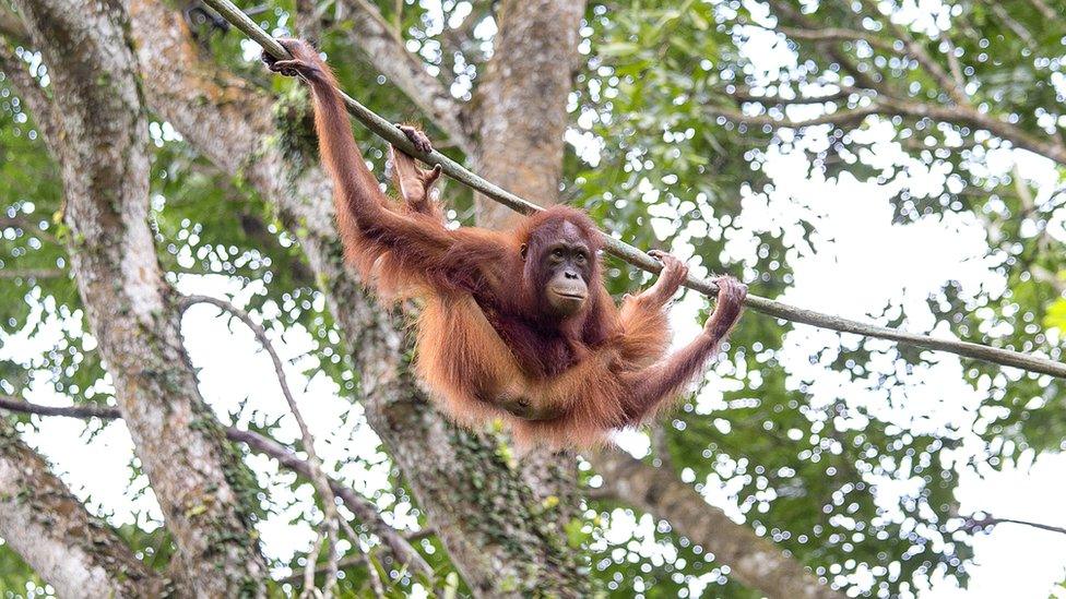 Young orangutan hangs on liana in the jungle