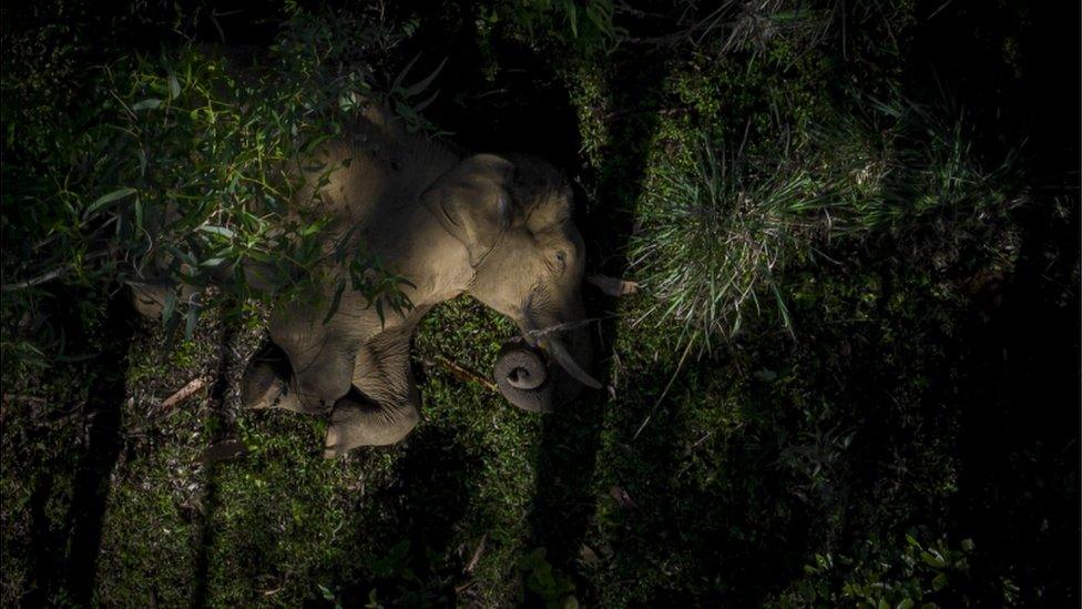 Sleeping elephant on forest floor