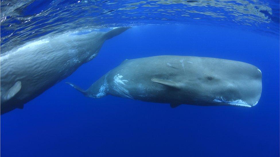 Sperm whale