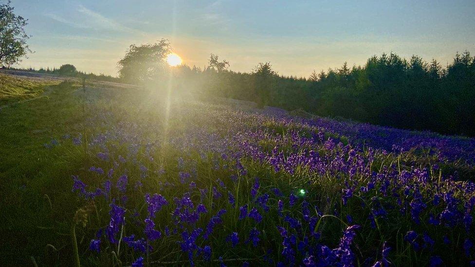 bluebells