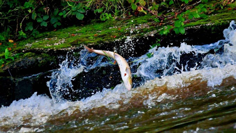 Leaping Shrewsbury salmon