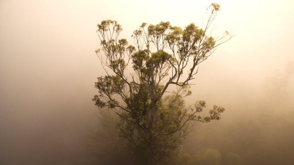 Photo of the world's tallest trees, the eucalyptus regnans.